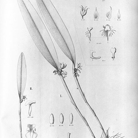 Octomeria lichenicola unspecified picture