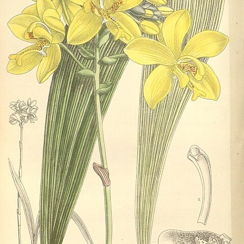 Spathoglottis gracilis unspecified picture