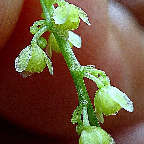 Odontocarya vitis unspecified picture