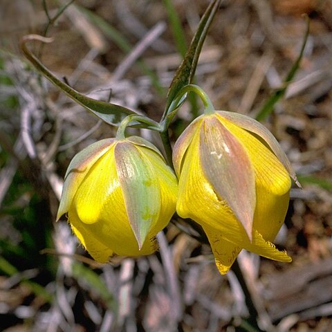 Calochortus raichei unspecified picture