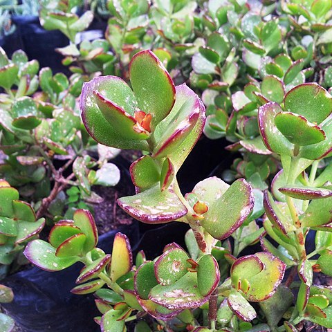 Cotyledon woodii unspecified picture