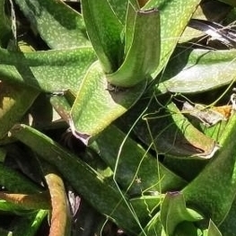 Gasteria acinacifolia unspecified picture