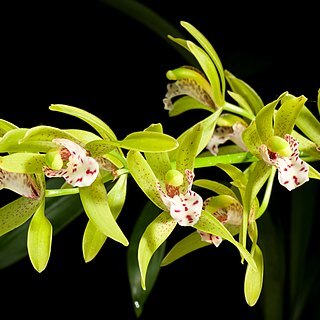 Cymbidium tigrinum unspecified picture