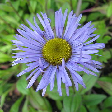 Erigeron multiradiatus unspecified picture