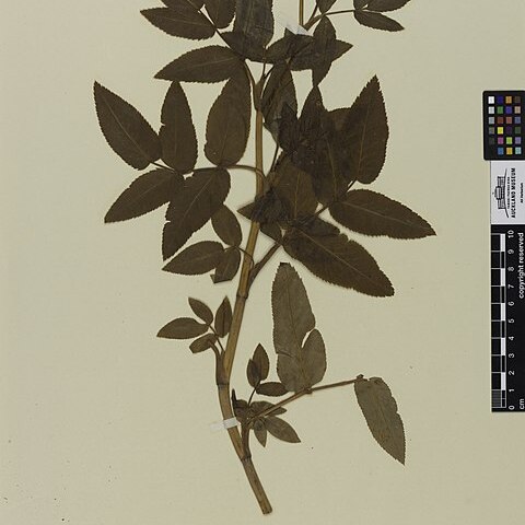 Scandia rosifolia unspecified picture