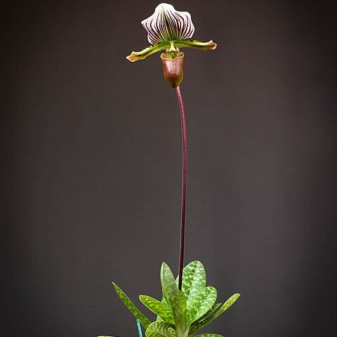 Paphiopedilum lawrenceanum unspecified picture