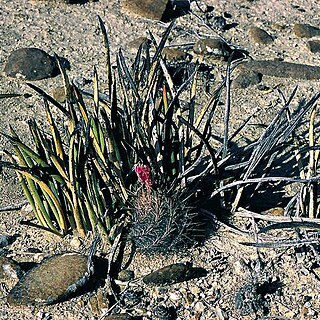 Yucca endlichiana unspecified picture