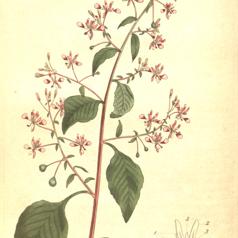 Lopezia racemosa unspecified picture