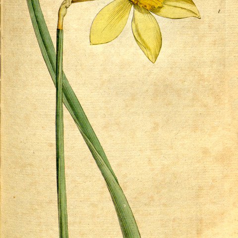 Narcissus incomparabilis unspecified picture