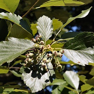 Karpatiosorbus bristoliensis unspecified picture