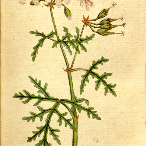 Pelargonium radula (cav.) l'hér. unspecified picture