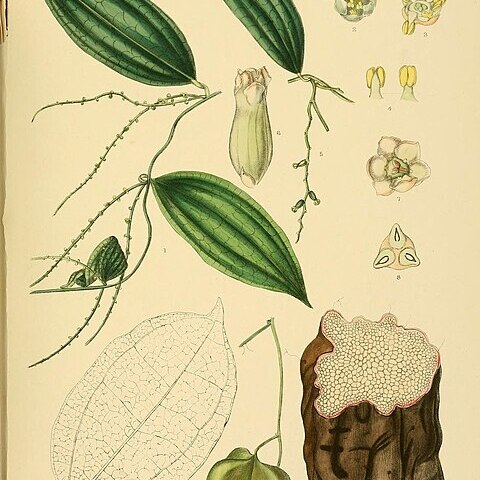 Dioscorea spicata unspecified picture