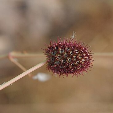 Eryngium sanguisorba unspecified picture