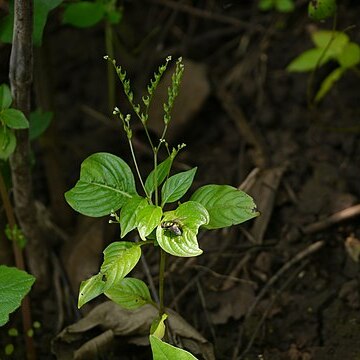 Mitreola petiolata unspecified picture