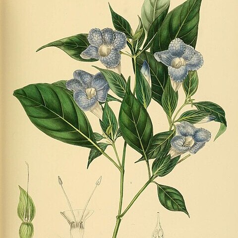 Barleria arnottiana unspecified picture