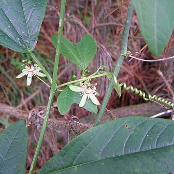 Passiflora apetala unspecified picture