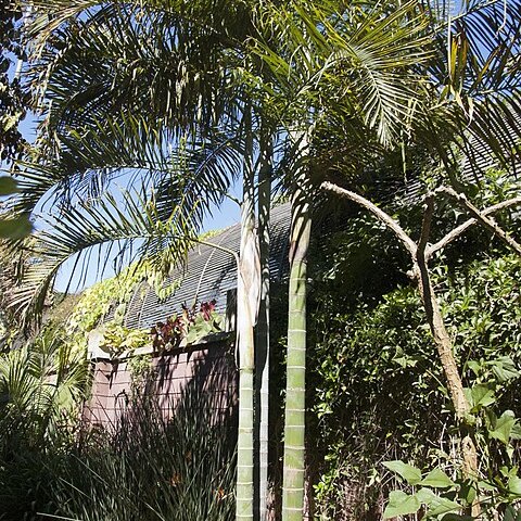 Dypsis cabadae unspecified picture