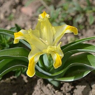 Iris orchioides unspecified picture