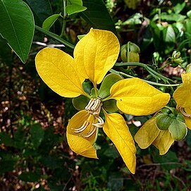 Senna quinquangulata unspecified picture