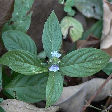 Neuracanthus tetragonostachyus unspecified picture