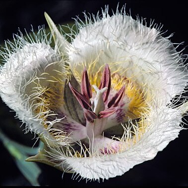 Calochortus coxii unspecified picture