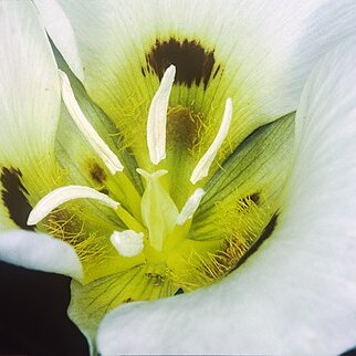 Calochortus syntrophus unspecified picture