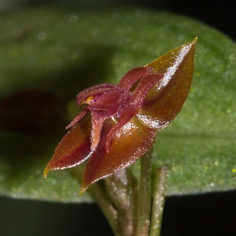 Lepanthes alopex unspecified picture