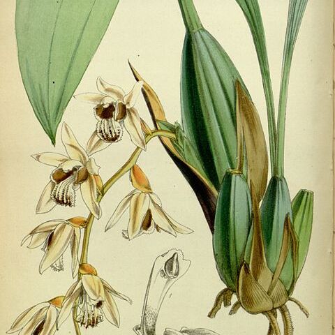 Coelogyne testacea unspecified picture