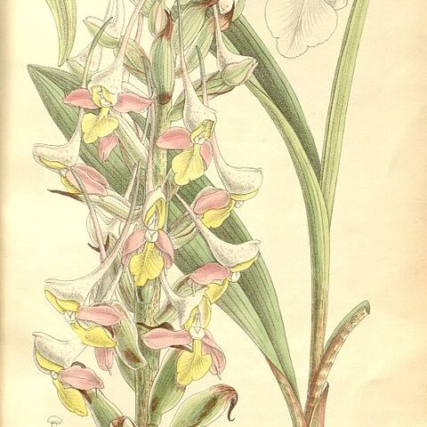 Disa cooperi unspecified picture