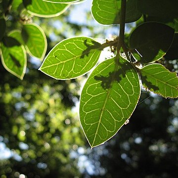 Citronella unspecified picture