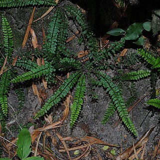 Asplenium ulbrichtii unspecified picture