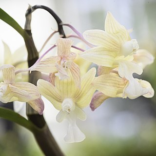 Dendrobium crabro unspecified picture