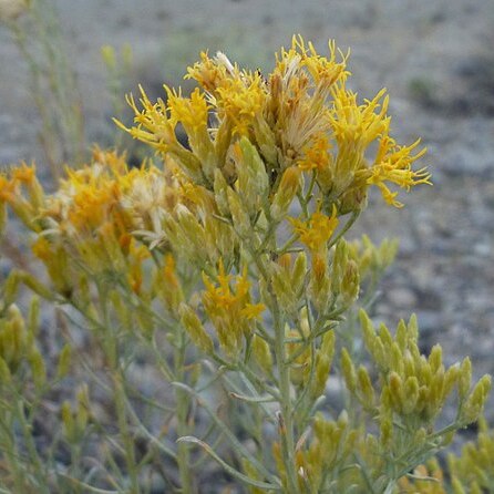 Ericameria nauseosa var. speciosa unspecified picture