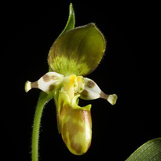 Cypripedium yatabeanum unspecified picture