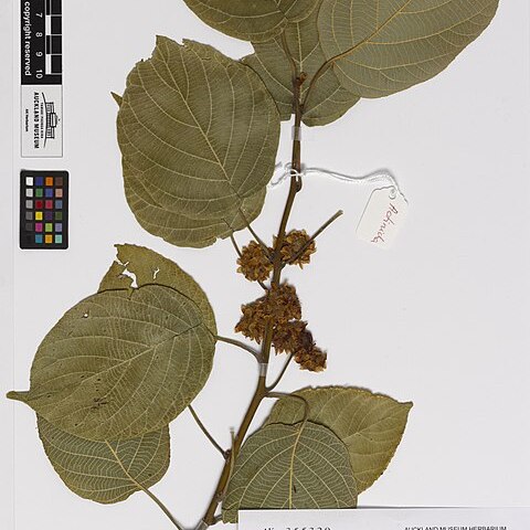 Actinidia latifolia unspecified picture