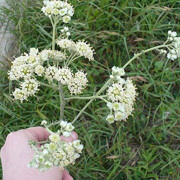 Hymenopappus scabiosaeus l'hér. unspecified picture