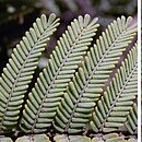 Acacia nanodealbata unspecified picture