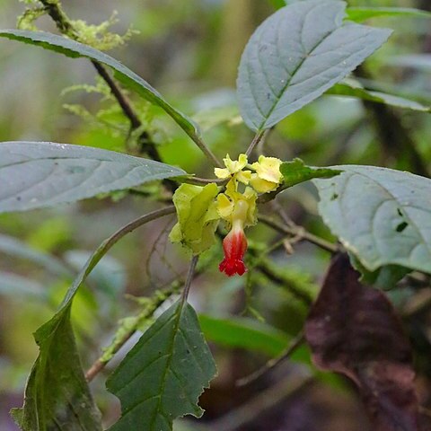 Drymonia tenuis unspecified picture