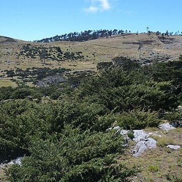 Juniperus standleyi unspecified picture