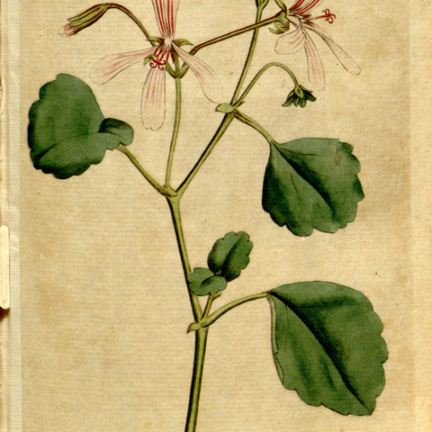 Pelargonium acetosum (l.) l'hér. unspecified picture