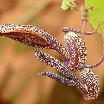 Aristolochia esperanzae unspecified picture