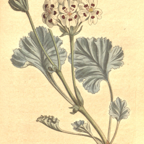 Pelargonium crassicaule l'hér. unspecified picture