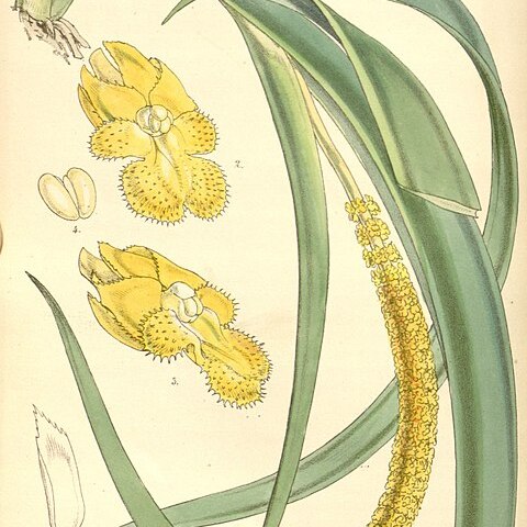 Oberonia acaulis unspecified picture