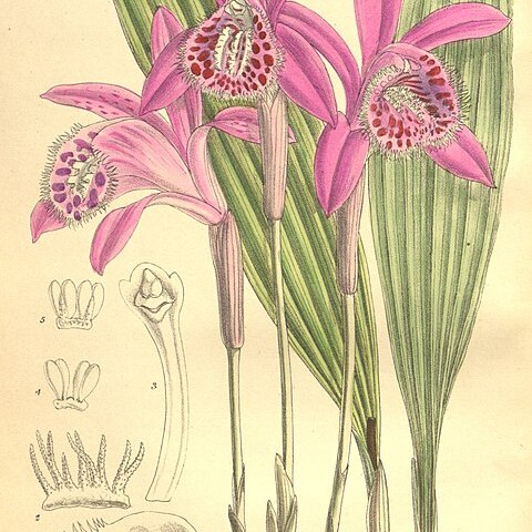 Pleione yunnanensis unspecified picture