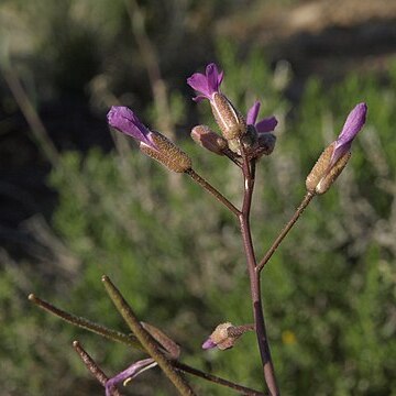 Boechera lincolnensis unspecified picture