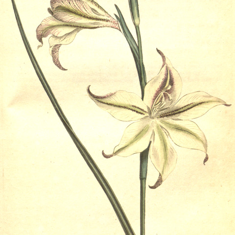 Gladiolus tristis unspecified picture