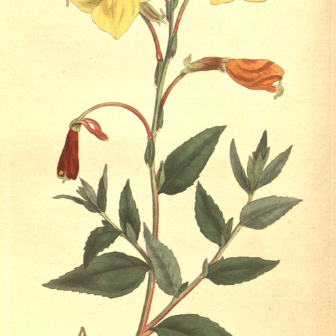 Oenothera anomala unspecified picture