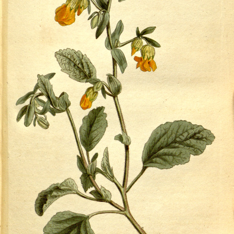 Hermannia althaeifolia unspecified picture