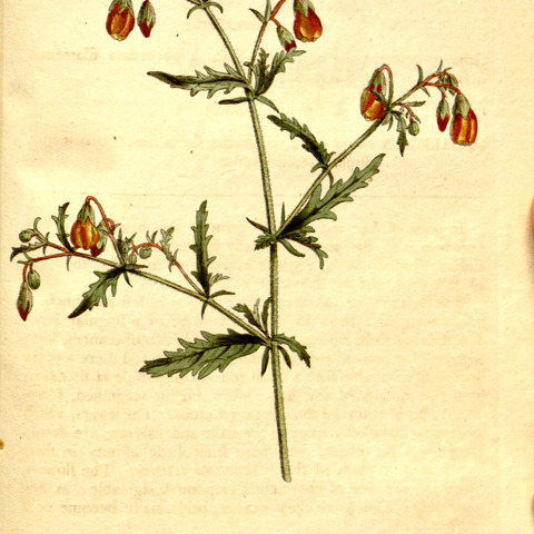 Hermannia grossularifolia unspecified picture