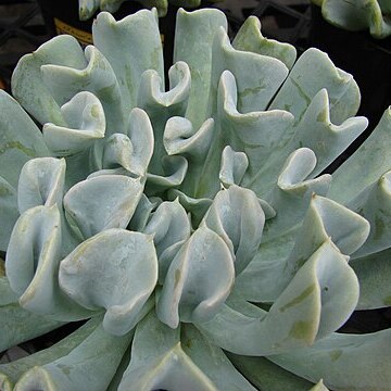 Echeveria runyonii unspecified picture